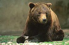 brown bear